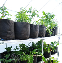 Flexipots provide your plants with the best pot available for an unbound and healthy root system