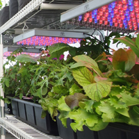 Products like the LED grow lights help to make the grow4it incredibly eco-friendly and inexpensive to operate.