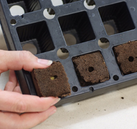 start seeds off right in the smart start seed cube